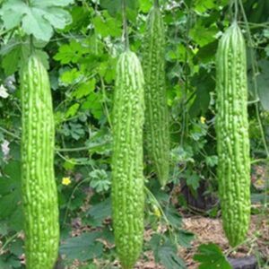 Hybrid Bittergourd/Karela Seeds (Pack of 100 Seeds) and 100 gm