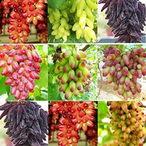 Garden Rare Grape Fruit Seed
