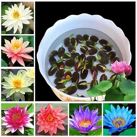 Lotus Flower 15 Seeds Pack Mixed Color Flower Plants Seeds
