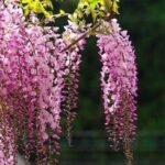 Summer Flowering Seeds For Home (Pack Of 40 Seeds)