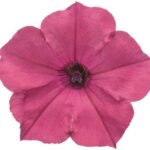 Willvine Fuchsia Petunia hybrid-VS-2S seeds