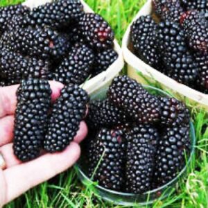 Organic Giant Blackberry Fruit Seeds