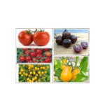 OL Seeds - 5 Varieties of Tomato Seeds Combo For Your Garden